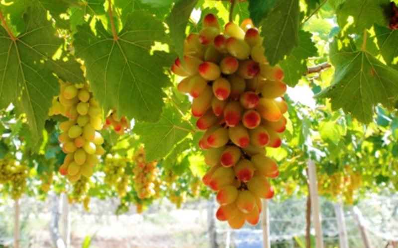 check in vuon nho Ninh Thuan 1 1