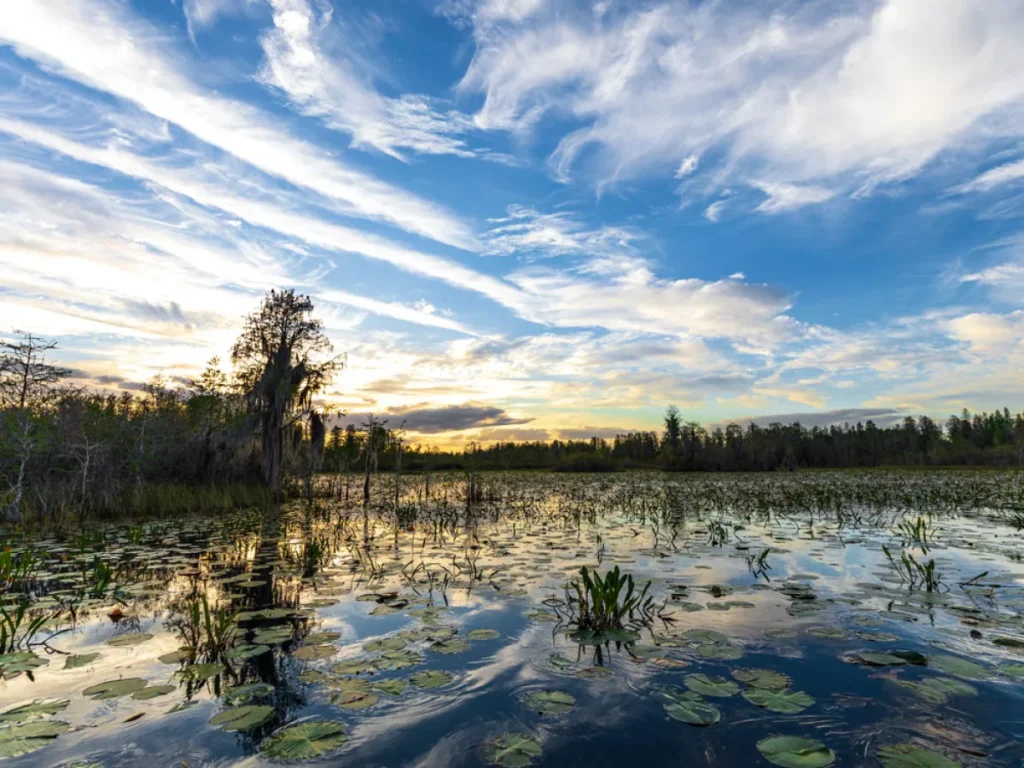 Georgia Travel Top 5 Visiting Places 5 SIERRA Okefenokee Swamp WB.jpg