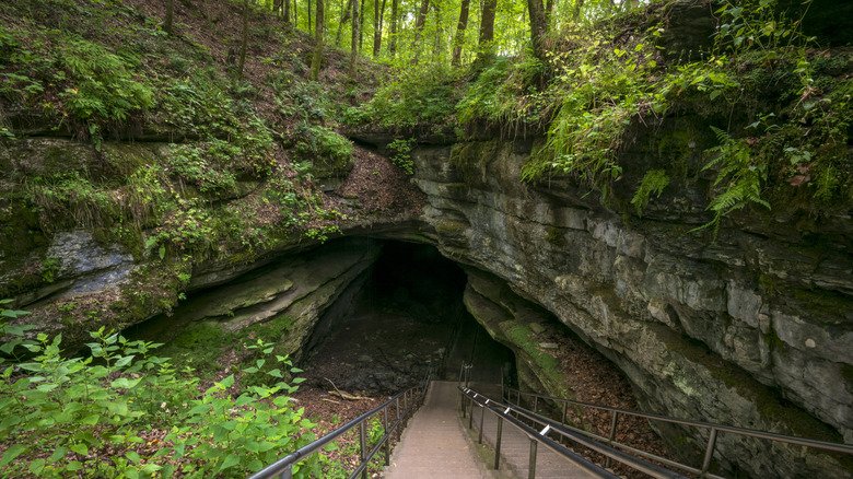aboveground at mammoth cave national park 1735816145