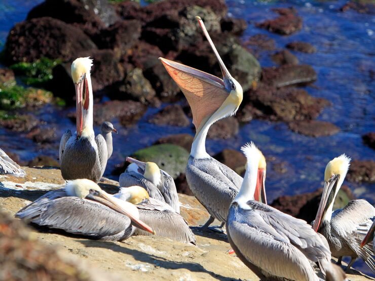 view birds lake 1048944 7450122