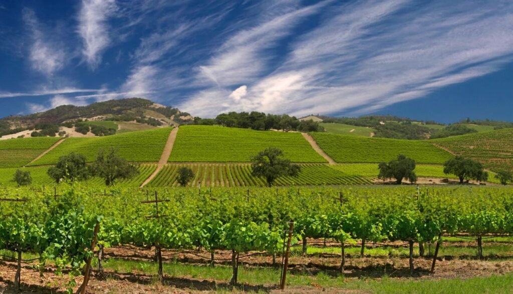 California Best Places to Visit, Best Time & Travel Tips 5 vineyards summer Sonoma Valley Sonoma County 006