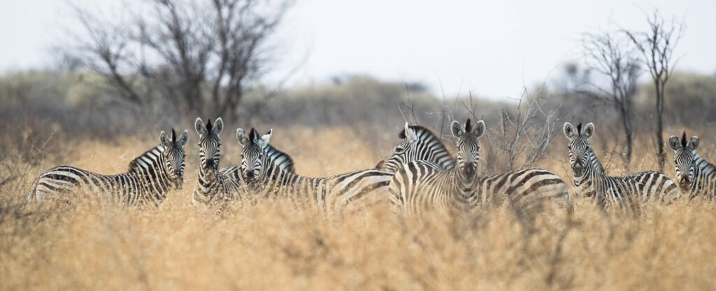 Top 20 Tourist Places in Botswana 6 DinakaZeb Oct 17 C34I9261 crop1600x650