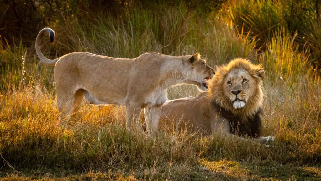 Top 20 Tourist Places in Botswana 12 Lion blog 14