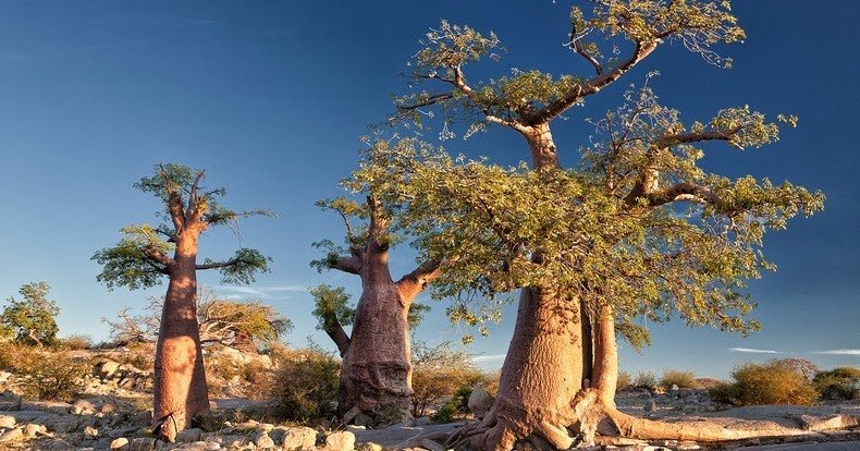 Top 20 Tourist Places in Botswana 13 kubu island 26