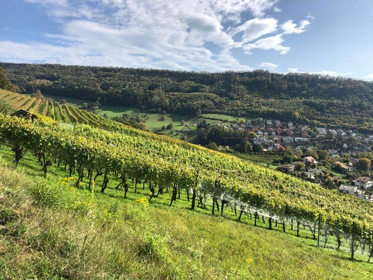 Top 5 Tourist Destinations in Victoria, Australia 7 scenic view agricultural field against sky 1048944 30636797