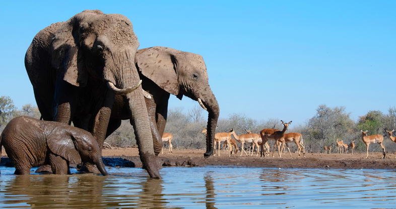 Top 20 Tourist Places in Botswana 17 tuli block elephants 01 786x416 1
