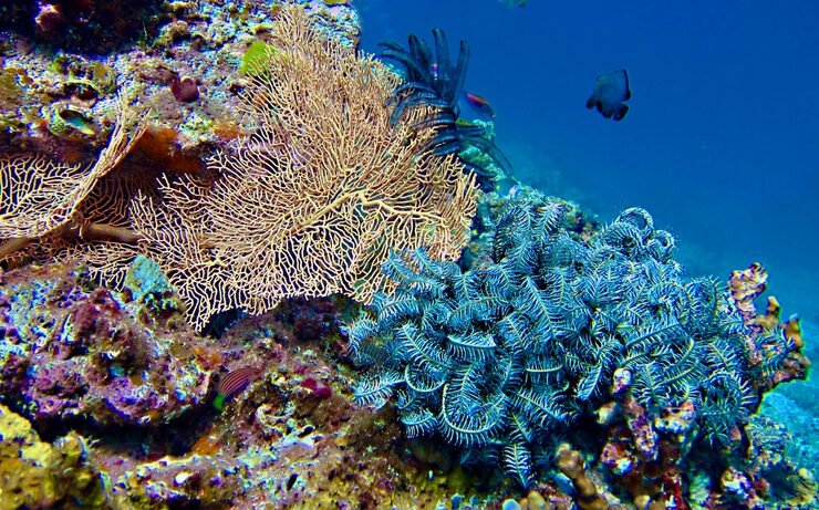 view fish sea 1048944 7560819