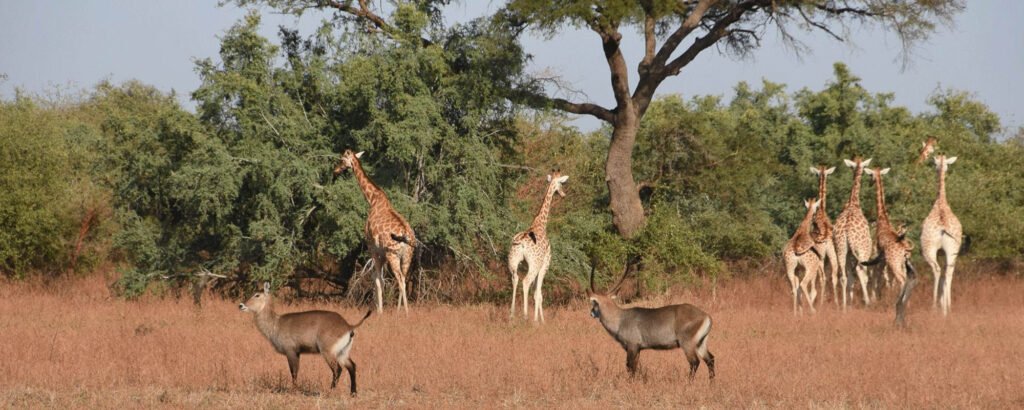 zakouma national park header 2