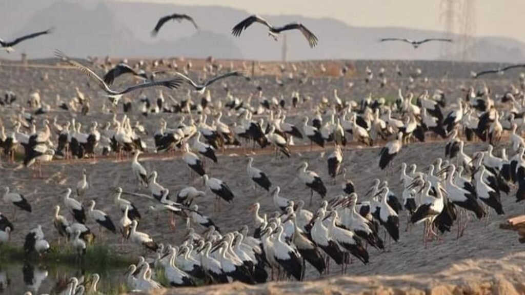 Top 5 Tourist Places in North Sinai, Egypt 5 0محمية الزرانيق