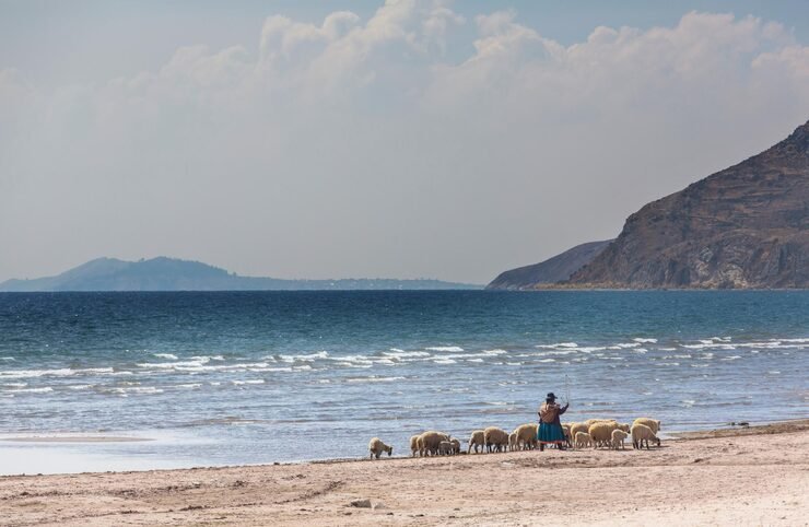 Top 5 Tourist Places in South Sinai, Egypt 7 sheeps titicaca 328046 48972