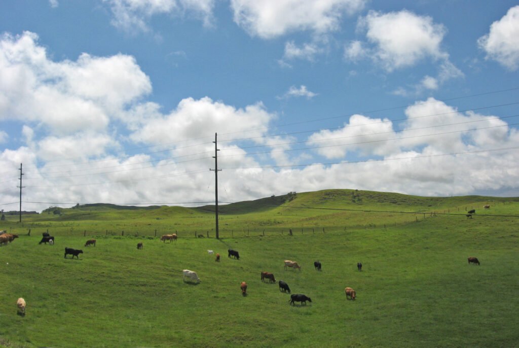 Waimea pastures