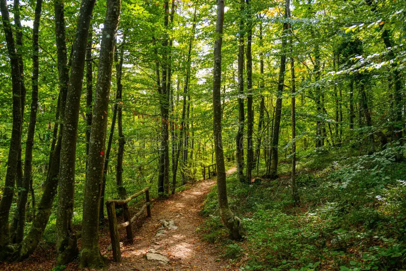 forest path travel nature scenic hiking trail route green woodland tourism trees walkway 444402009