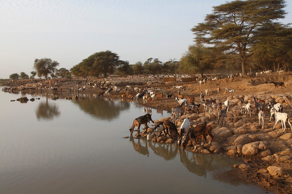 70413451 Western Africa Mauritania Senegal river valley Koundel marshland Kaedi area