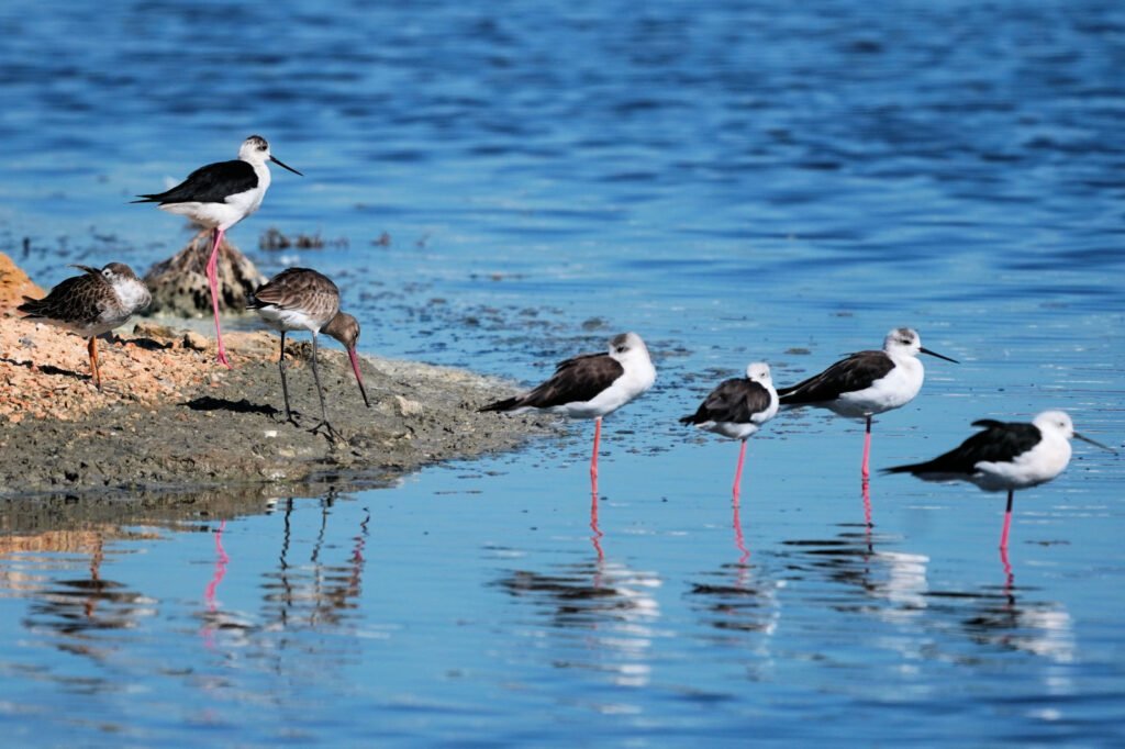 Best place to visit in Kisumu 12 Lake Victoria and Kisumu Bird Checklist 1