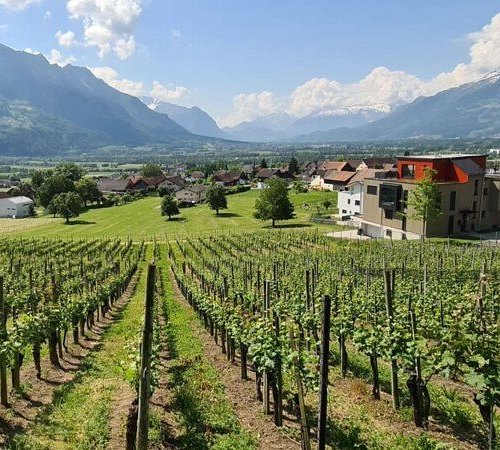 weingut castellum eschen